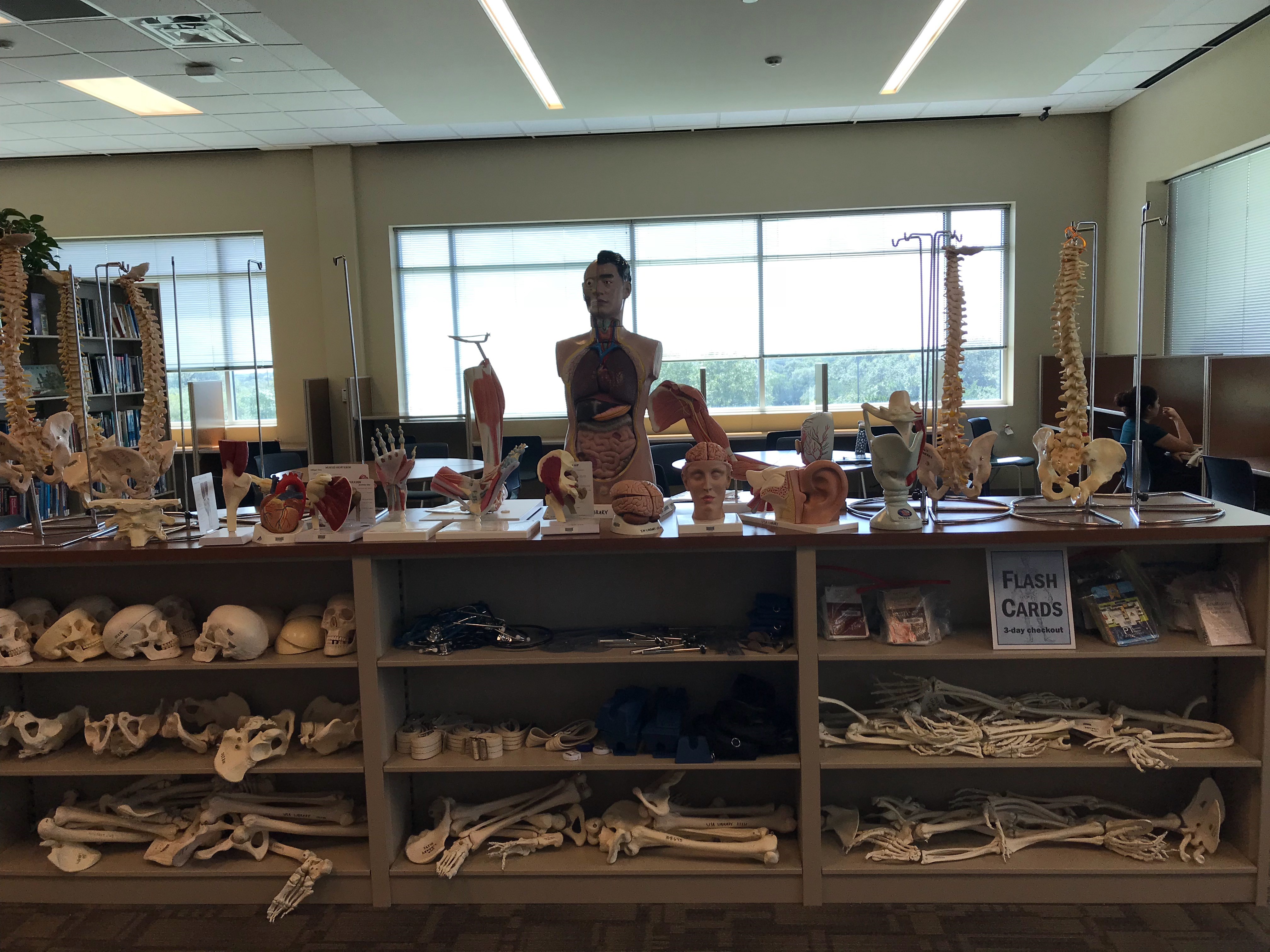 Anatomy models
