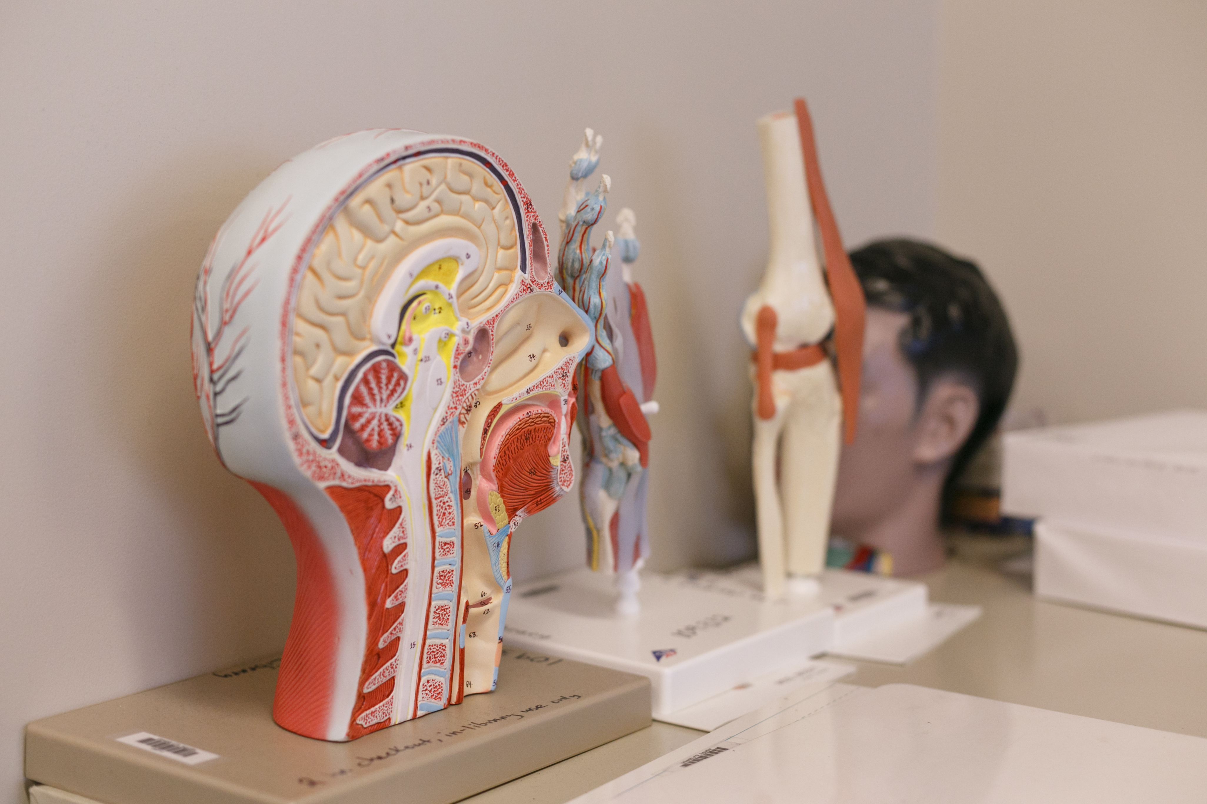 Brain models on a shelf