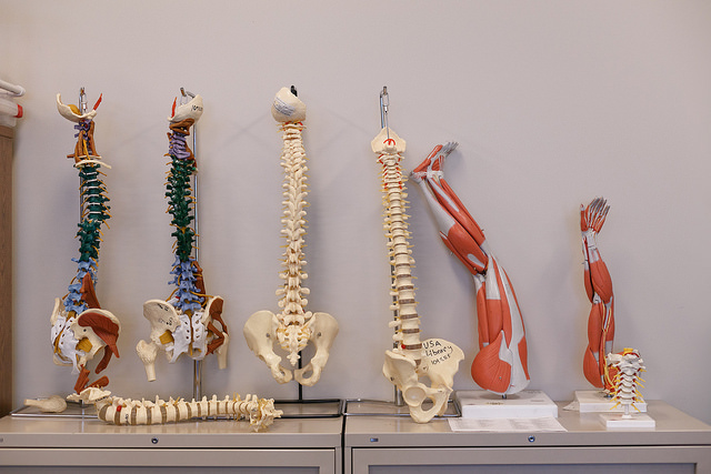 Spine models in San Marcos
