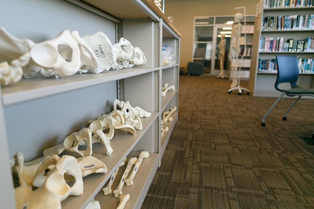 Bone shelves in Austin