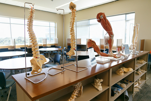 Bone shelves in Austin