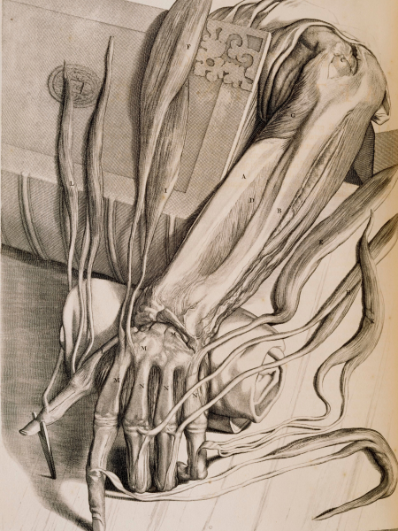 Musculature and Bones of the Forearm and Hand